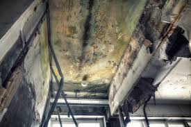 Biohazard Mold Removal in Oak Grove Heights, AR